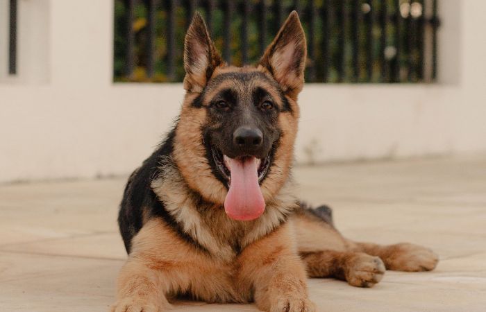 Sesto San Giovanni, l'incontro per capire meglio il comportamento dei cani