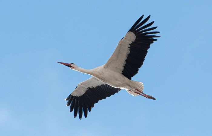 Parco Nord Milano, escursione alla scoperta degli uccelli migratori