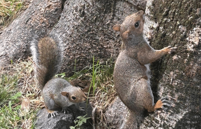Scoiattoli nel cuore di Sesto San Giovanni: curiosità in via dei Giardini