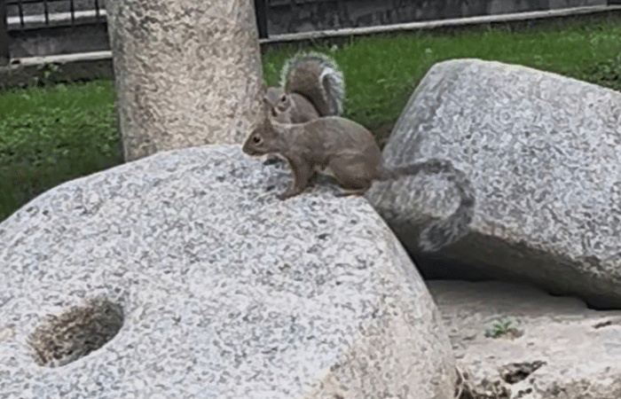 Scoiattoli nel cuore di Sesto San Giovanni: curiosità in via dei Giardini