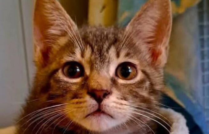 Sesto San Giovanni, una pizzata solidale per aiutare i gatti randagi