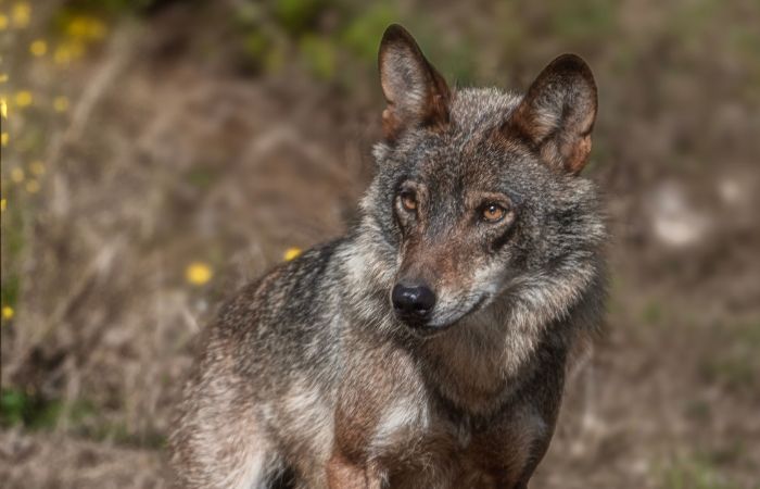 Parco Nord Milano, sulle orme del lupo: escursione alla scoperta delle sue tracce