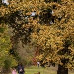 Sesto San Giovanni, passeggiata nei parchi per scoprire gli alberi della città