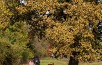 Sesto San Giovanni, passeggiata nei parchi per scoprire gli alberi della città