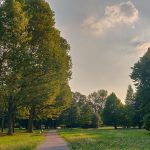 Parco Nord Milano, quattro domeniche per scoprire come vivono e comunicano gli alberi