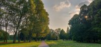 Parco Nord Milano, quattro domeniche per scoprire come vivono e comunicano gli alberi