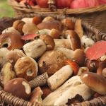 Dove raccogliere funghi? Le mete vicino a Sesto San Giovanni
