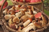 Dove raccogliere funghi? Le mete vicino a Sesto San Giovanni